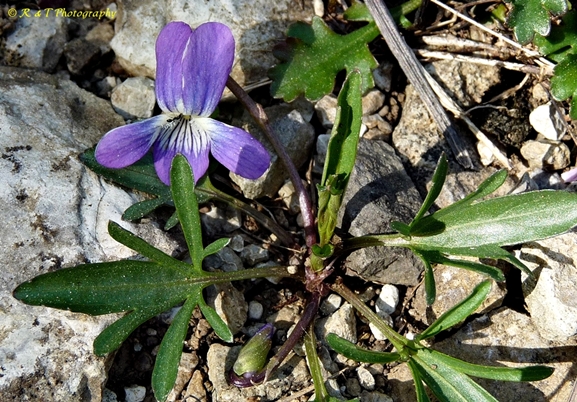 {Viola egglestonii}